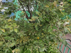 Melampsora epitea