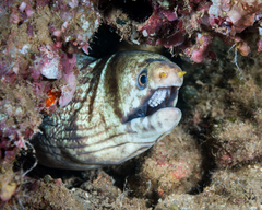 Barred Moray photo 5