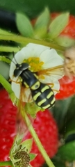 Chrysotoxum festivum