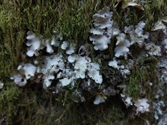 Ricasolia amplissima