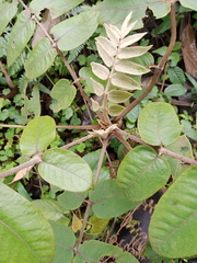 Polyscias kikuyuensis