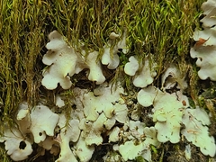 Ricasolia amplissima