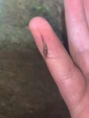Nesomachilis