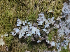 Ricasolia amplissima