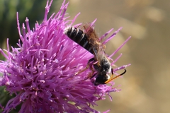 Halictus sexcinctus