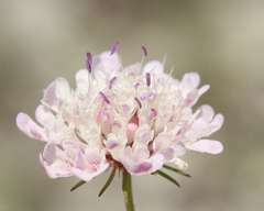 Scabiosa owerinii