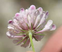 Scabiosa owerinii