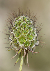 Scabiosa owerinii