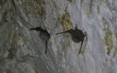 Taphozous melanopogon