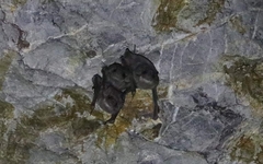 Taphozous melanopogon