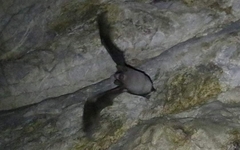 Taphozous melanopogon