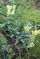 Scutellaria oreophila