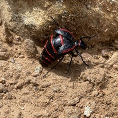 Megetra
