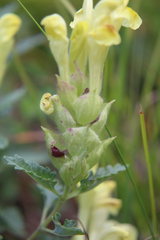Scutellaria oreophila