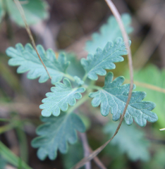 Scutellaria oreophila