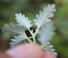 Scutellaria oreophila