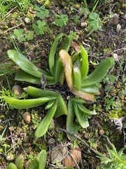 Glottiphyllum longum