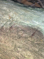 Nesomachilis