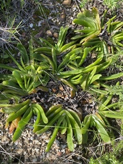 Glottiphyllum longum