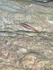 Nesomachilis