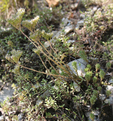 Petrosedum subulatum
