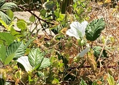Calystegia sepium limnophila