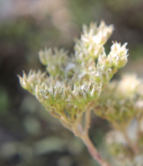 Petrosedum subulatum