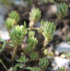 Petrosedum subulatum