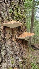 Ganoderma applanatum image