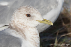 Short-Billed Gull photo 6