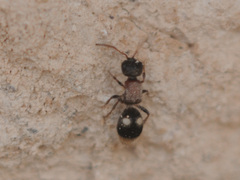 Bidecoloratilla iberica