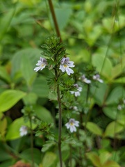 Euphrasia hudsoniana