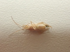 Stenodema holsata