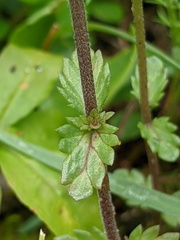 Euphrasia hudsoniana