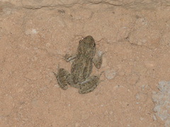 Pelodytes hespericus