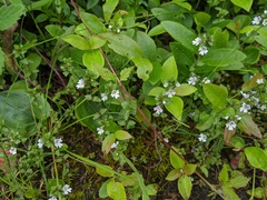 Euphrasia hudsoniana