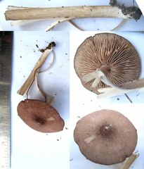 Entoloma violaceum