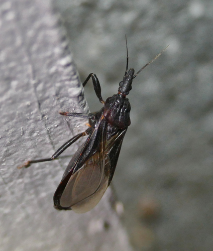 Western conenose