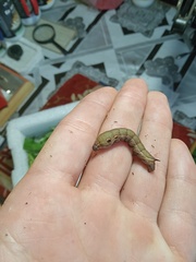 Deilephila elpenor
