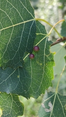 Harmandiola tremulae