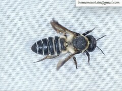 Megachile dinura