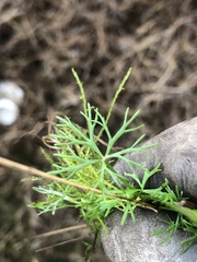 Ranunculus inundatus