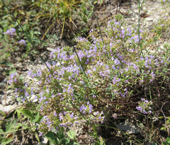 Ziziphora serpyllacea