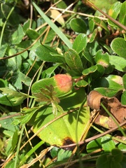 Exobasidium sydowianum