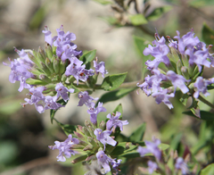 Ziziphora serpyllacea