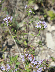 Ziziphora serpyllacea