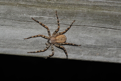 Selenops submaculosus