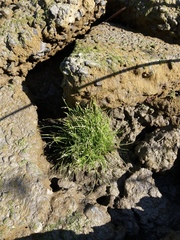 Isolepis cernua
