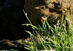 Isolepis cernua