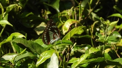 Limenitis homeyeri